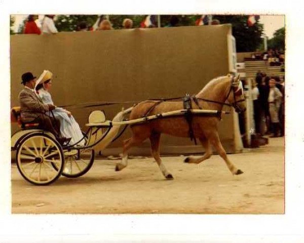 Deckhengst La Bree Eros (Welsh-Cob (Sek. C), 1970, von Llanarth Cerdin)