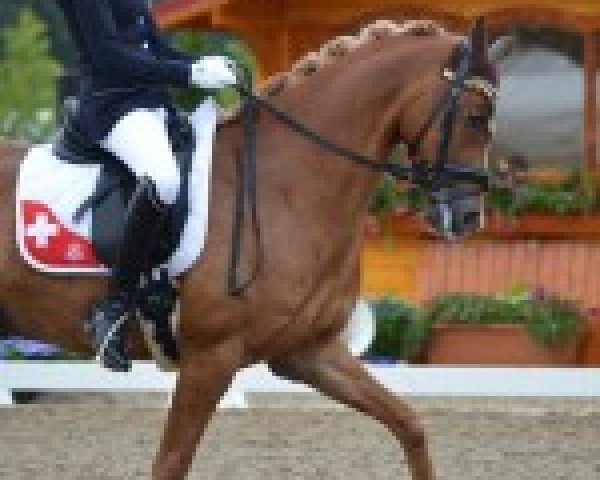 dressage horse Tiesto (Welsh, 2006, from Bodo) dressage horse Tiesto (Welsh, 2006, from Bodo)