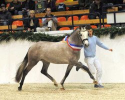 dressage horse Comme Ci Comme Ca 6 (German Riding Pony, 2008, from FS Champion de Luxe)