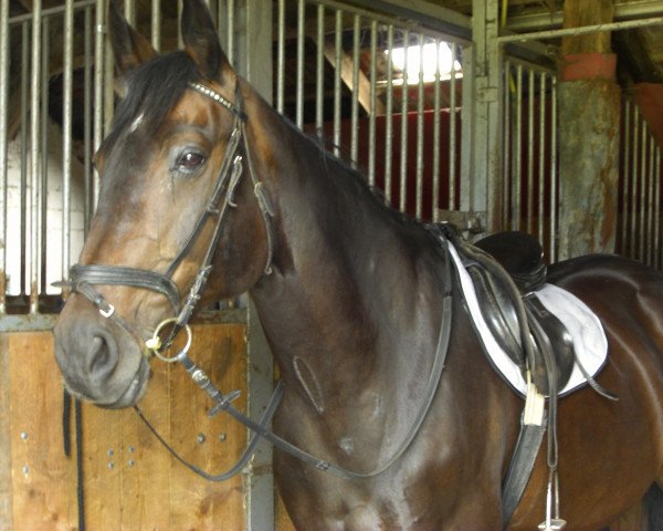 broodmare Classic 19 (Hanoverian, 1994, from Calypso II)