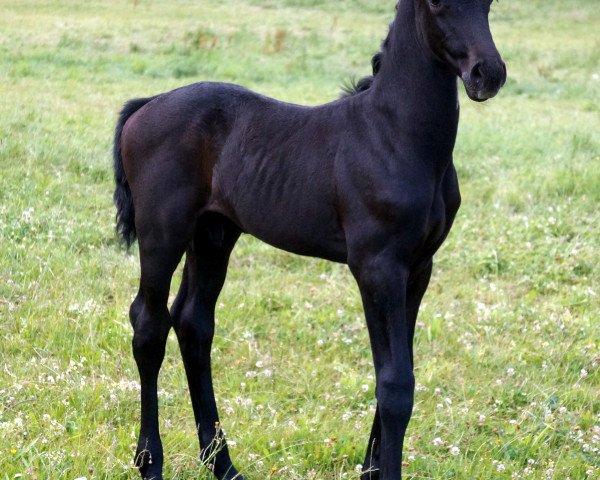 horse Diarenzo (Hanoverian, 2014, from Diacontinus)