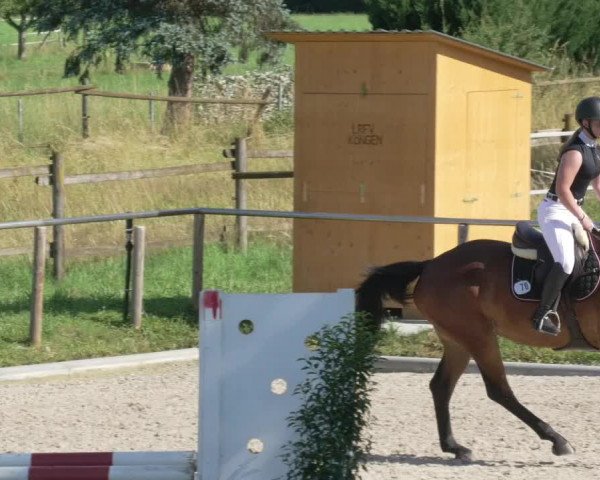 Reitturnier Köngen 2021