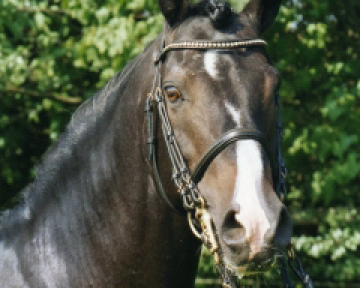Pferd Dexter (Deutsches Reitpony, 1987, von Donauwind)