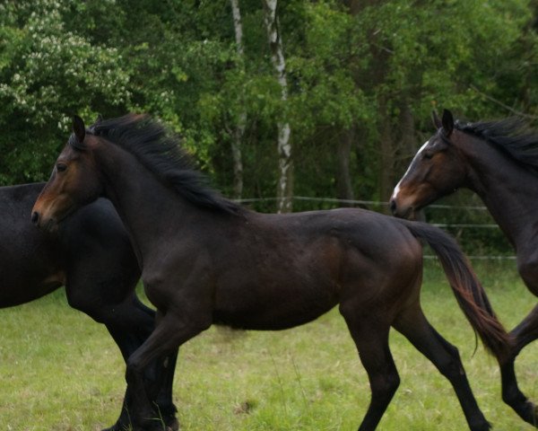 jumper Valencia (Hanoverian, 2013, from Viscount 22)