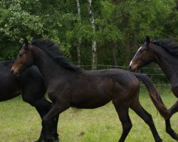 Springpferd Valencia (Hannoveraner, 2013, von Viscount 22)