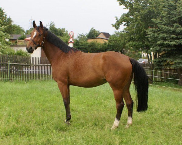 broodmare Grantina 2 (Oldenburg, 2004, from Zatinus)