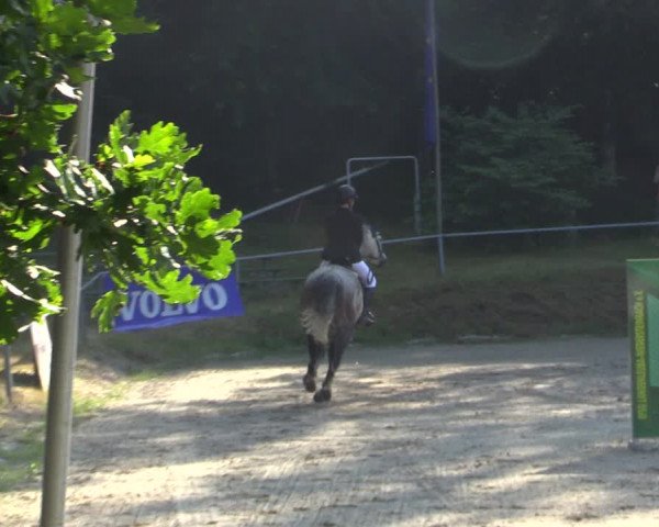 Reitturnier Lgl.-Oberhain, B95 2021