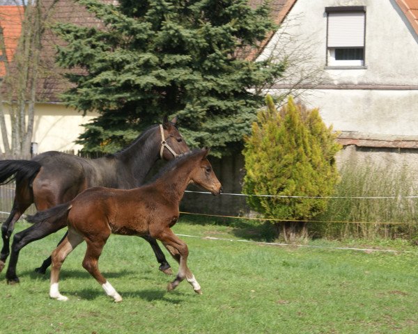 horse Gran Sasso (Hanoverian, 2013, from Grey Top)