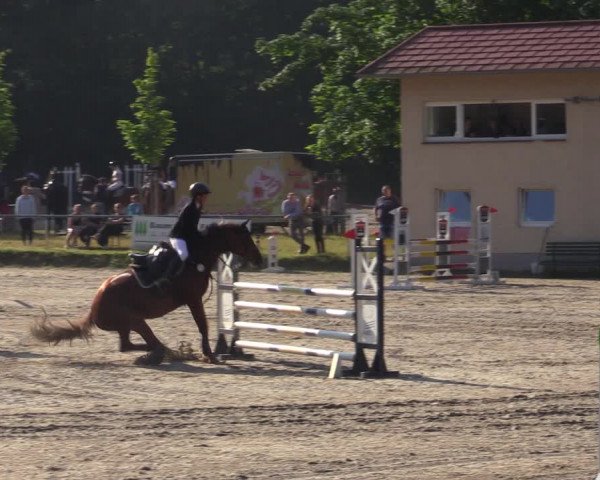 Reitturnier Lgl.-Oberhain, B95 2021
