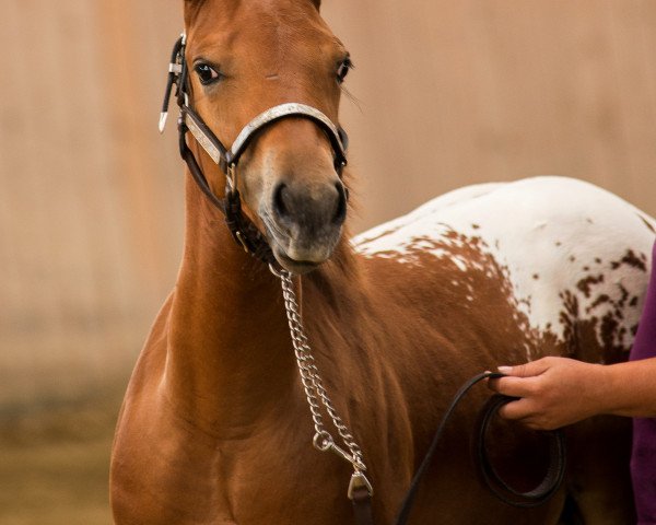stallion Splash Me Bop (Appaloosa, 2014, from Mr Strudel Bop)