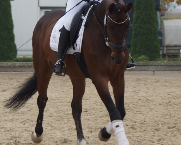 dressage horse Rossini 274 (Hanoverian, 2007, from Rascalino) dressage horse Rossini 274 (Hanoverian, 2007, from Rascalino)