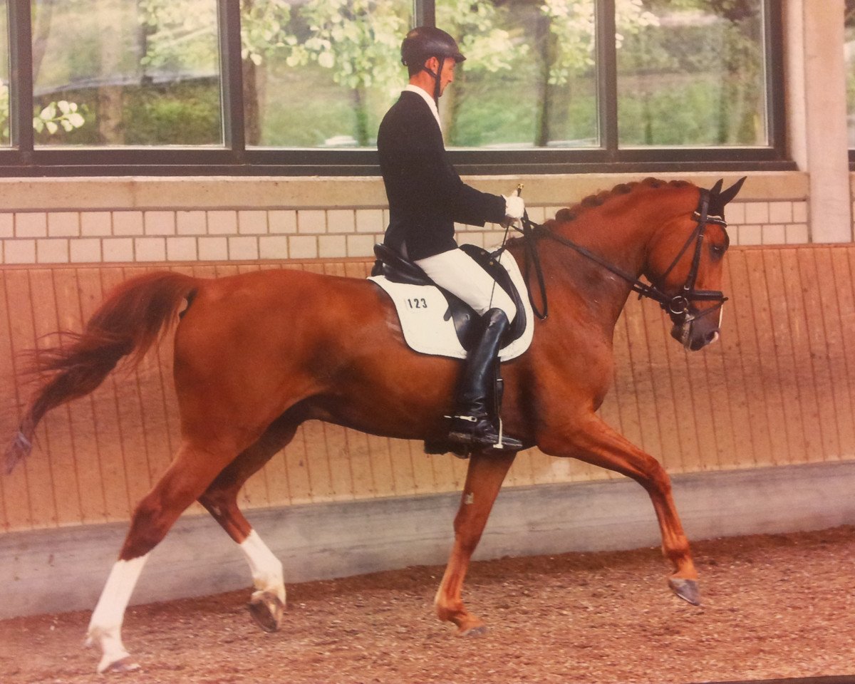 dressage horse Big Show (Oldenburg, 2009, from Borowski)