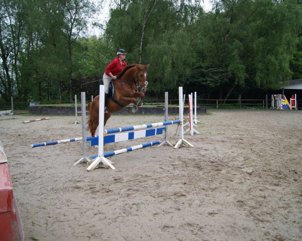 horse Primadonna Girl (Westphalian, 2010, from Prime)