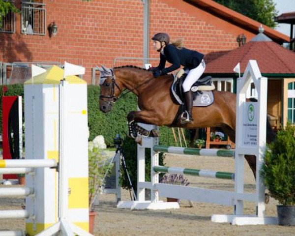 jumper Playtime 4 (Hanoverian, 2009, from Perigueux)