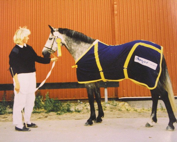 Zuchtstute Brolötens Chanel (Connemara-Pony, 1983, von Finney Master)
