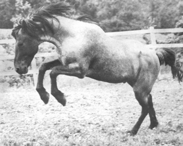 Deckhengst Lambay Inver (Connemara-Pony, 1963, von Camlin Cicada)