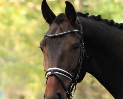Springpferd Diamond de Luxe (Hannoveraner, 2017, von Diacontinus)
