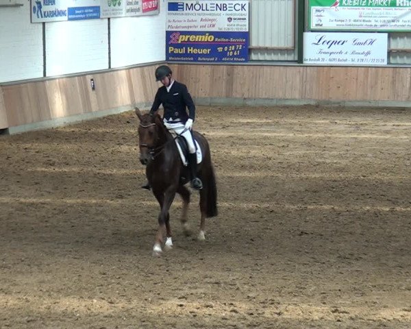 Reitturnier Rhede 2021