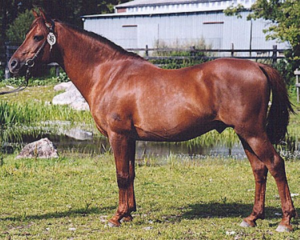stallion Ekelunds Nalle (Welsh-Pony (Section B), 1983, from Cawdor Hywel)