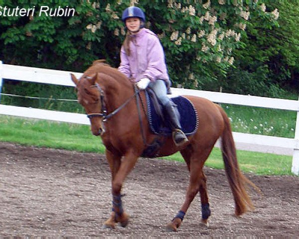 Zuchtstute Pride Mandy B (Schwedisches Reitpony, 1999, von Derano)