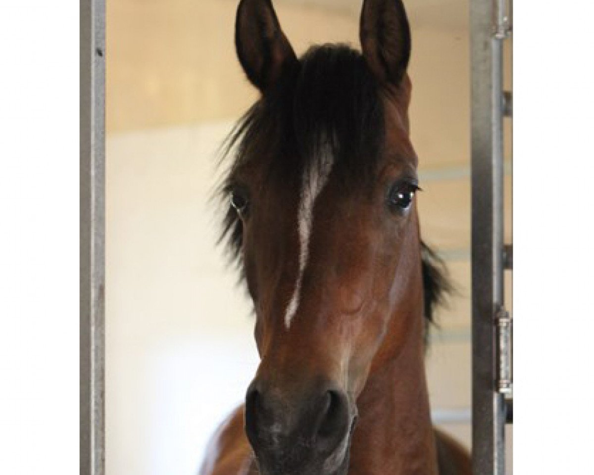 Deckhengst Røgild's Kilimanjaro (Dänisches Reitpony, 1999, von Antario N)