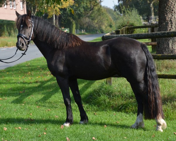 horse Haakon (Welsh-Cob (Sek. D), 2011, from H-S Hot Playboy)