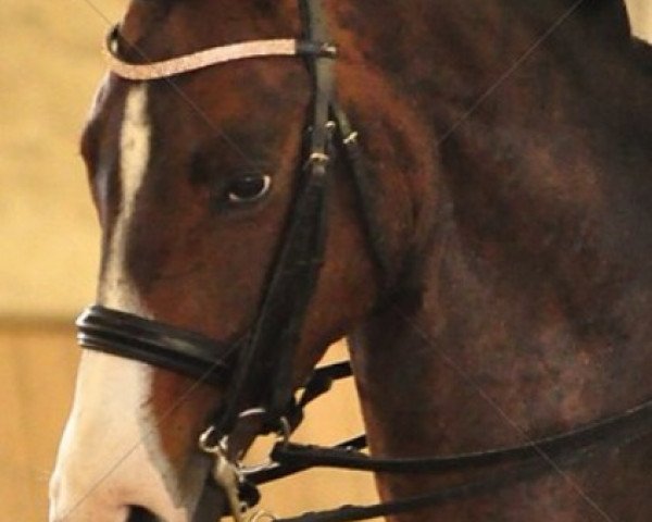 dressage horse Asgard (Trakehner, 2007, from Le Rouge 7)
