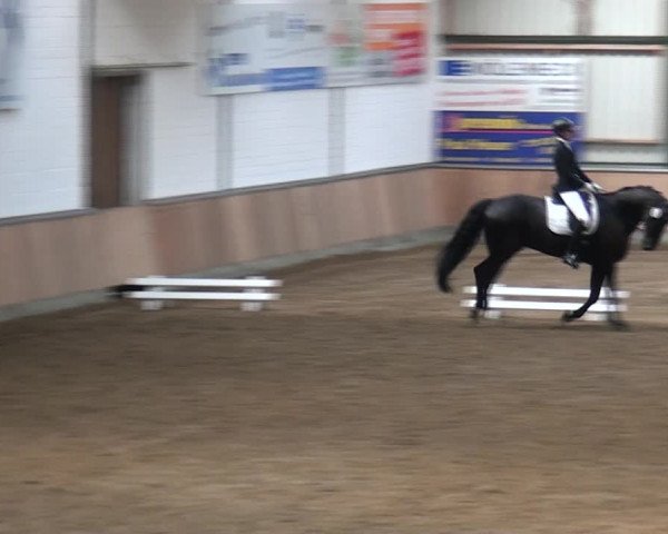 Reitturnier Rhede 2021