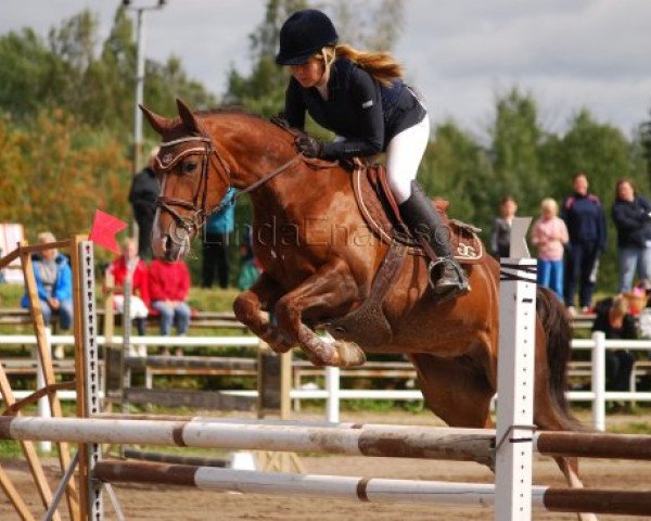 Springpferd Gyllinge Eos (Schwedisches Reitpony, 2003, von Dirco)
