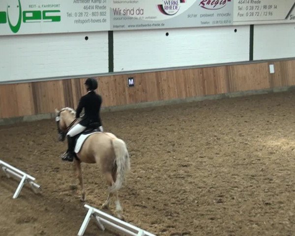 Equestrian Show Rhede 2021