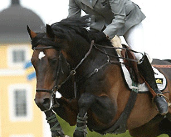 Deckhengst Dirco (Schwedisches Warmblut, 1996, von Irco Mena)