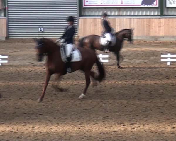 Reitturnier Rhede 2021
