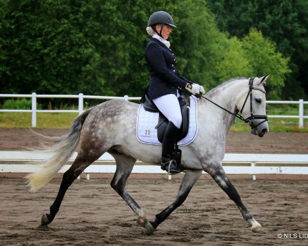 horse Minarva Nantare (German Riding Pony, 2005, from Languard)