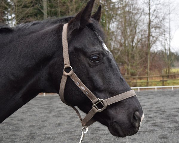 horse Sam (Hanoverian, 2007, from San Remo)
