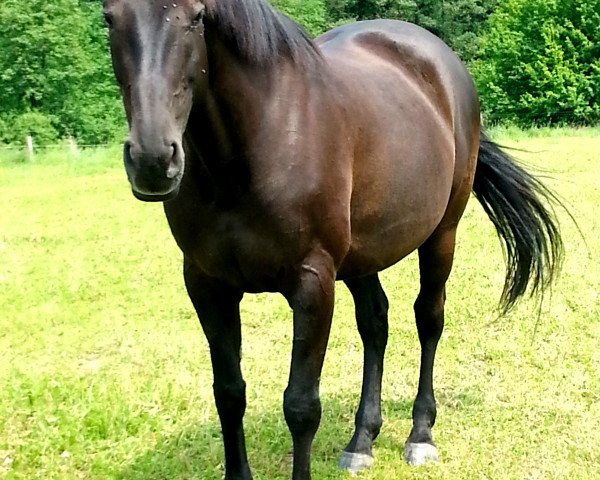 horse Valeska (Zweibrücken, 2004, from Wildfire)