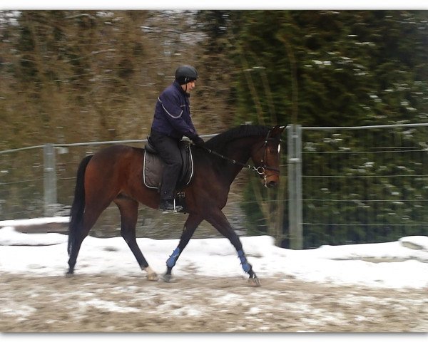 horse Landino (Hanoverian, 2012, from Laurice)