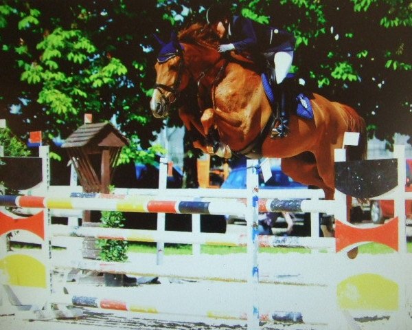 broodmare Lassy 3 (Holsteiner, 2000, from Lavaletto)