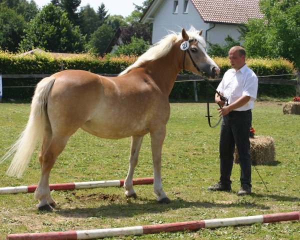 broodmare Starina (0,39% ox) (Haflinger, 1994, from Almwind) broodmare Starina (0,39% ox) (Haflinger, 1994, from Almwind)