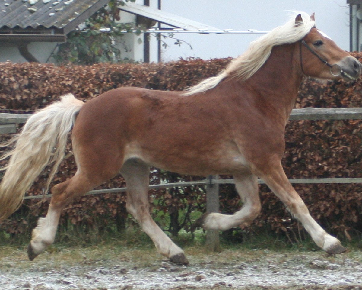 jumper Samuraj (Haflinger, 2003, from El.H. Südwind)