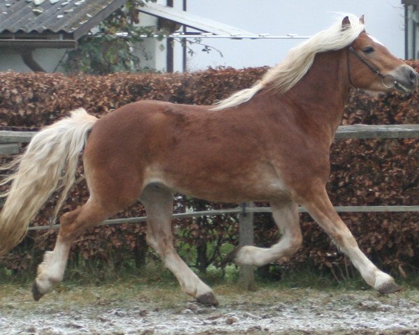 jumper Samuraj (Haflinger, 2003, from El.H. Südwind)