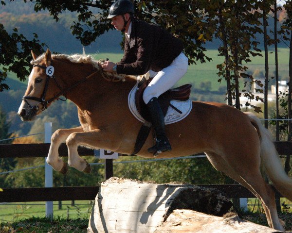 broodmare No Bless vom Eschachtal (Edelbluthaflinger, 2010, from Nekoma II (2,34% ox))