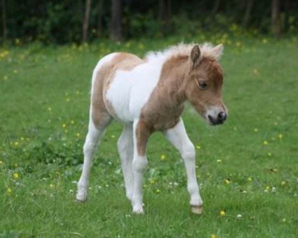 broodmare Ida v.d. Gerlingermühle (Shetland pony (under 87 cm), 2014, from Paradox a.d.Westerwald)