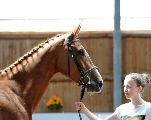 broodmare Calina 110 (Bavarian, 2009, from Ciacomo)