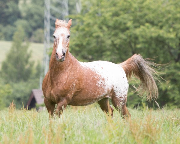 Dressurpferd Morningstar (Appaloosa, 1991, von Lurifaks af Langesminde)
