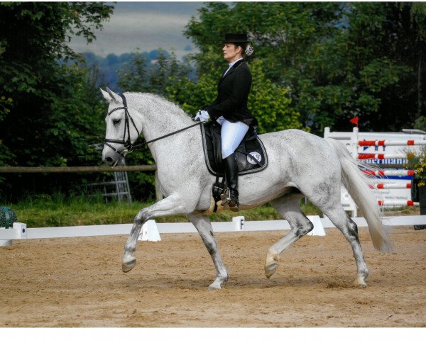 dressage horse Caiserin (Oldenburg show jumper, 2003, from Come On) dressage horse Caiserin (Oldenburg show jumper, 2003, from Come On)