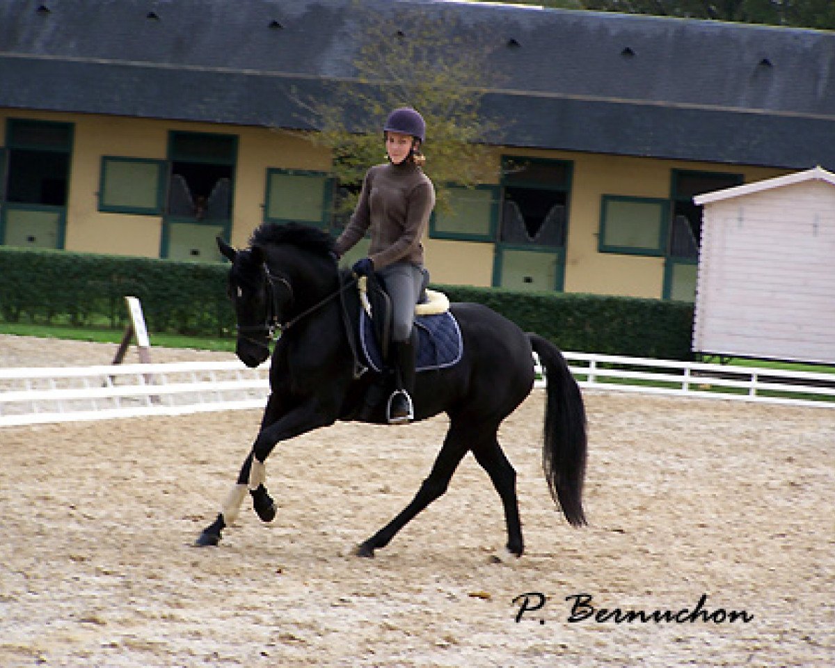 horse Petite Fleur DRE (German Riding Pony, 2000, from FS Pour l'Amour)