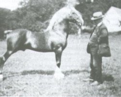 stallion Mathrafal Brenin (Welsh-Cob (Sek. D), 1911, from Trotting Railway II)