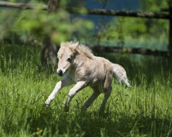 horse Umberto vom kellerwaldhof (Dt.Part-bred Shetland pony,  , from Skäpperöds Ulysses)
