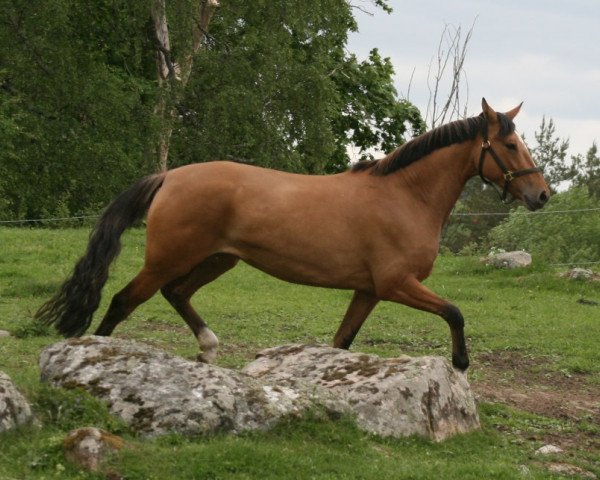 Pferd FS Delana (Deutsches Reitpony, 2010, von FS Don't Worry)