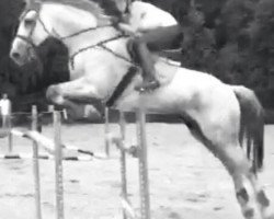 jumper Conn Spirit (Westphalian, 1999, from Cordobes I)